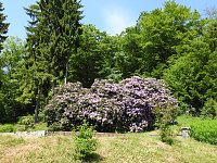 Bild: 22. Rhododendronfest in S&uuml;lzhayn