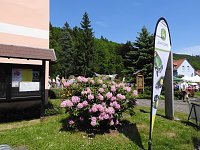 Bild: 22. Rhododendronfest in S&uuml;lzhayn