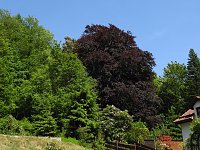 Bild: 22. Rhododendronfest in S&uuml;lzhayn