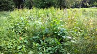 Bild: Unkrautdschungel im Stadtpark.