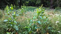 Bild: Unkrautdschungel im Stadtpark.