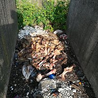 Bild: Schlachtabf&auml;lle entsorgt
