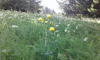 Bild: Gesucht wird: Die Trollblume