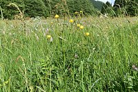 Bild: Gesucht wird: Die Trollblume