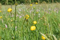 Bild: Gesucht wird: Die Trollblume