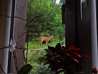 Bild: Tierischer Besuch