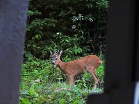 Bild: Tierischer Besuch