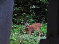 Bild: Tierischer Besuch