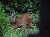 Bild: Tierischer Besuch