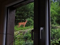 Bild: Tierischer Besuch