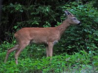 Bild: Tierischer Besuch