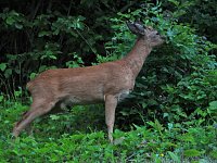 Bild: Tierischer Besuch