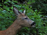 Bild: Tierischer Besuch