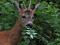 Bild: Tierischer Besuch