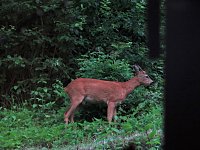 Bild: Tierischer Besuch