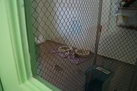 1. Sommerfest im Nordhäuser Tierheim Bild: 1. Sommerfest im Nordhäuser Tierheim