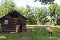 1. Sommerfest im Nordhäuser Tierheim Bild: 1. Sommerfest im Nordhäuser Tierheim