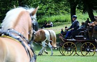 Gefahren und geritten Bild: Gefahren und geritten