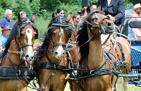 Gefahren und geritten Bild: Gefahren und geritten