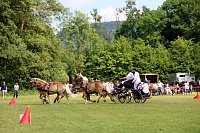 Gefahren und geritten Bild: Gefahren und geritten