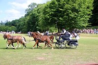 Gefahren und geritten Bild: Gefahren und geritten