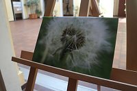 Sommerfest der Petersbergschule in Nordhausen Bild: Sommerfest der Petersbergschule in Nordhausen