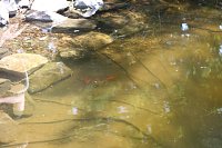 Teich, Zäune, Bäume - kurz vor den Ferien hat man sich am Förderzentrum Pestalozzi nochmal richtig ins Zeug gelegt Bild: Teich, Zäune, Bäume - kurz vor den Ferien hat man sich am Förderzentrum Pestalozzi nochmal richtig ins Zeug gelegt
