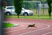 2:2 im Testspiel gegen Zwickau Bild: 2:2 im Testspiel gegen Zwickau