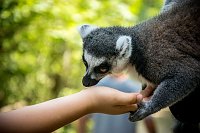 Bild: Besuch bei den Affen am Strau&szlig;berg