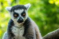 Bild: Besuch bei den Affen am Strau&szlig;berg