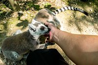 Bild: Besuch bei den Affen am Strau&szlig;berg