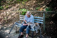 Bild: Besuch bei den Affen am Strau&szlig;berg