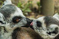 Bild: Besuch bei den Affen am Strau&szlig;berg