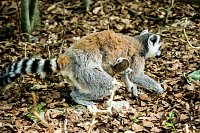 Bild: Besuch bei den Affen am Strau&szlig;berg