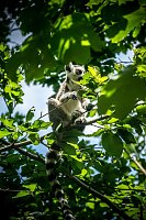 Bild: Besuch bei den Affen am Strau&szlig;berg