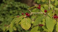 Sonntagswanderung bei Thale Bild: Sonntagswanderung bei Thale