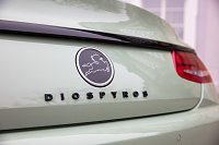 Bild: Nach oben ist beim Diospyros alles offen