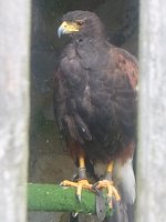 Bild: Gelebtes Mittelalter auf Burg Falkenstein