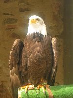 Bild: Gelebtes Mittelalter auf Burg Falkenstein