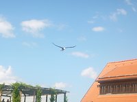 Bild: Gelebtes Mittelalter auf Burg Falkenstein