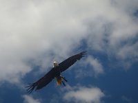 Bild: Gelebtes Mittelalter auf Burg Falkenstein