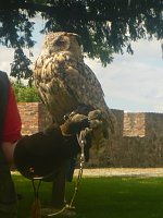 Bild: Gelebtes Mittelalter auf Burg Falkenstein