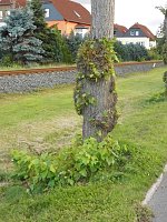 Wie soll künftig die B4 aussehen? Bild: Wie soll künftig die B4 aussehen?