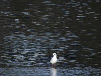 Bild: Sommerabend am Stausee Kelbra