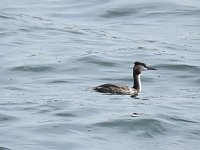 Bild: Sommerabend am Stausee Kelbra