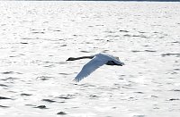 Bild: Sommerabend am Stausee Kelbra