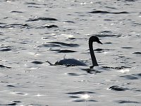 Bild: Sommerabend am Stausee Kelbra