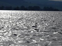 Bild: Sommerabend am Stausee Kelbra