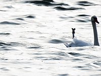 Bild: Sommerabend am Stausee Kelbra