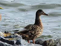 Bild: Sommerabend am Stausee Kelbra